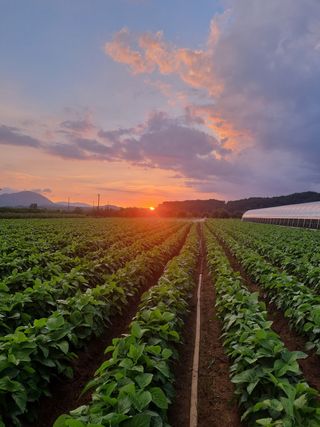 자두1925님의 콩 · 자유게시판 작성글 사진