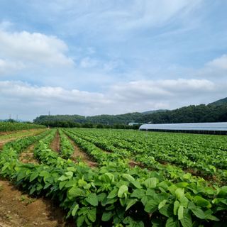 자두1925님의 콩 · 자유게시판 작성글 사진