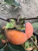 팜모닝 기타작물·병해충상담 게시글 이미지