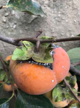 시리우스님의 기타작물 · 병해충상담 작성글 사진