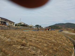 서산 밀집모자님의 콩 · 자유게시판 작성글 사진