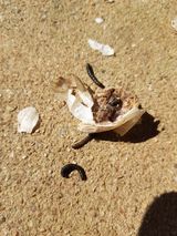 팜모닝 마늘·병해충상담 게시글 이미지