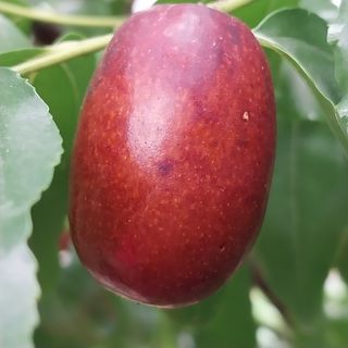 아로대추님의 기타작물 · 자유게시판 작성글 사진