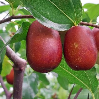 아로대추님의 기타작물 · 자유게시판 작성글 사진