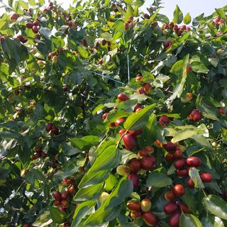 아로대추님의 기타작물 · 자유게시판 작성글 사진