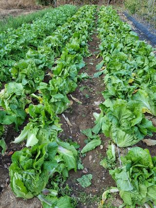 정금석님의 배추 · 일상 작성글 사진