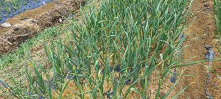 임실붕어섬님의 마늘 · 일상 작성글 사진