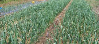 임실붕어섬님의 마늘 · 일상 작성글 사진