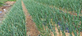 임실붕어섬님의 마늘 · 일상 작성글 사진