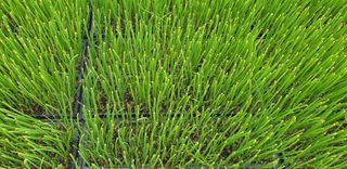 김은아SM님의 양파 · 자유게시판 작성글 사진