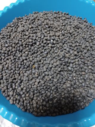 김영복님의 콩 · 자유게시판 작성글 사진