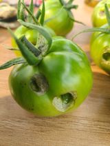 팜모닝 토마토·병해충상담 게시글 이미지