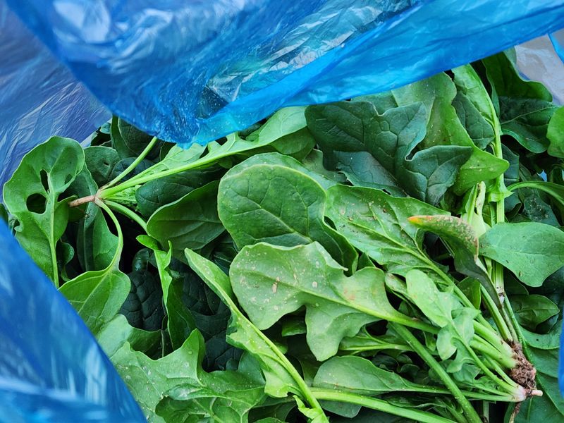 장터 상품 [해풍맞고 자란 무안 노지 시금치 3kg] 썸네일