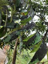 팜모닝 기타작물·병해충상담 게시글 이미지