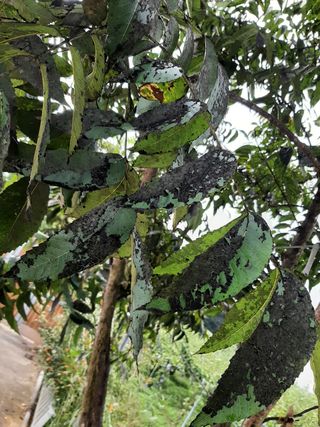 서영옥님의 기타작물 · 병해충상담 작성글 사진