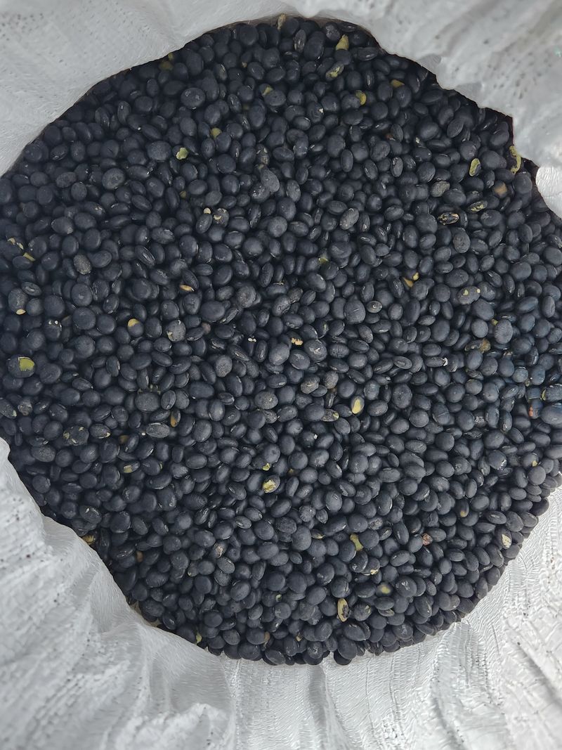 장터 상품 [콩 섞인귀족서리태kg] 썸네일