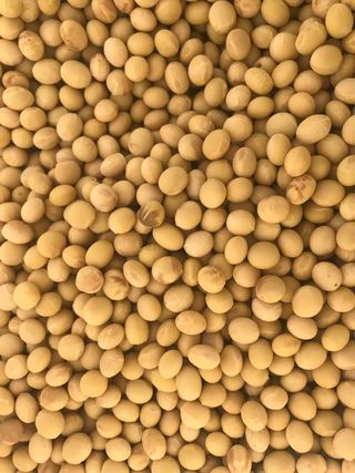 김기영님의 콩 · 자유게시판 작성글 사진