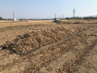 김기영님의 콩 · 자유게시판 작성글 사진