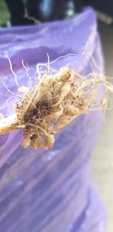 팜모닝 배추·병해충상담 게시글 이미지