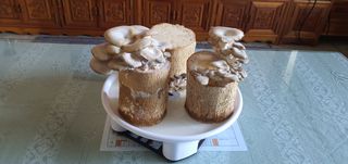 최기덕님의 버섯 · 일상 작성글 사진