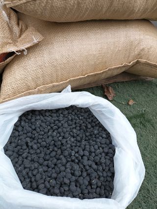 산에들국화님의 콩 · 자유게시판 작성글 사진