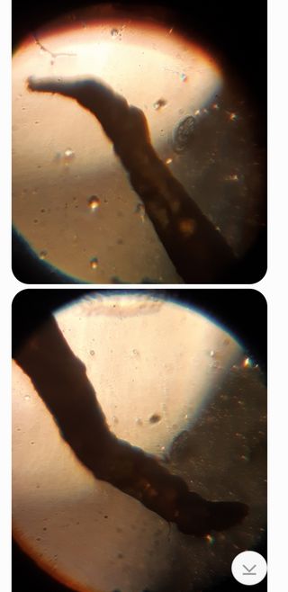 김기영님의 상추 · 자유게시판 작성글 사진