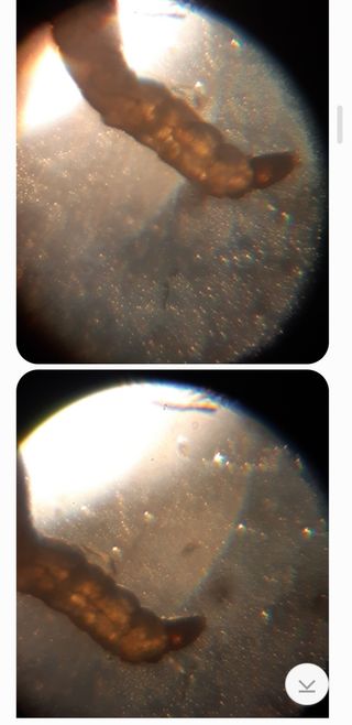 김기영님의 상추 · 자유게시판 작성글 사진