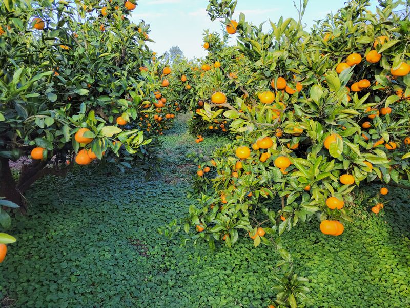 강경한님의 장터 판매 상품 [유기농인증귤 10킬로 1박스] 첨부 사진
