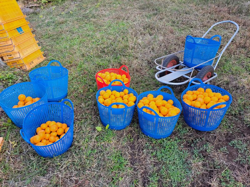 강경한님의 장터 판매 상품 [유기농인증귤 10킬로 1박스] 첨부 사진