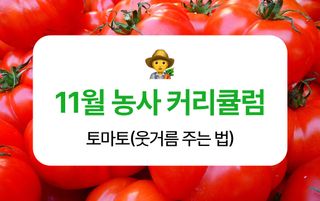 토마토 농사도우미님의 토마토 · 비료•농약 작성글 사진