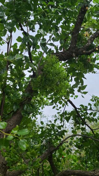 최진수님의 기타작물 · 병해충상담 작성글 사진