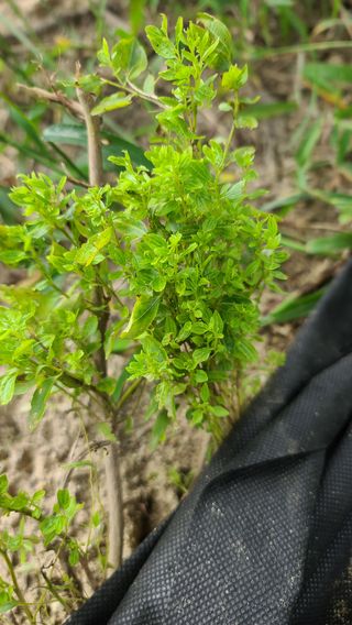 최진수님의 기타작물 · 병해충상담 작성글 사진