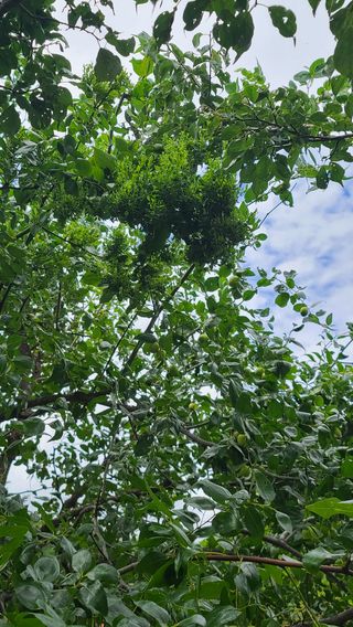 최진수님의 기타작물 · 병해충상담 작성글 사진