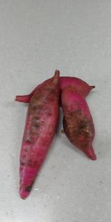 팜모닝 고구마·병해충상담 게시글 이미지