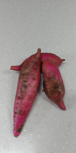 도개님의 고구마 · 병해충상담 작성글 사진