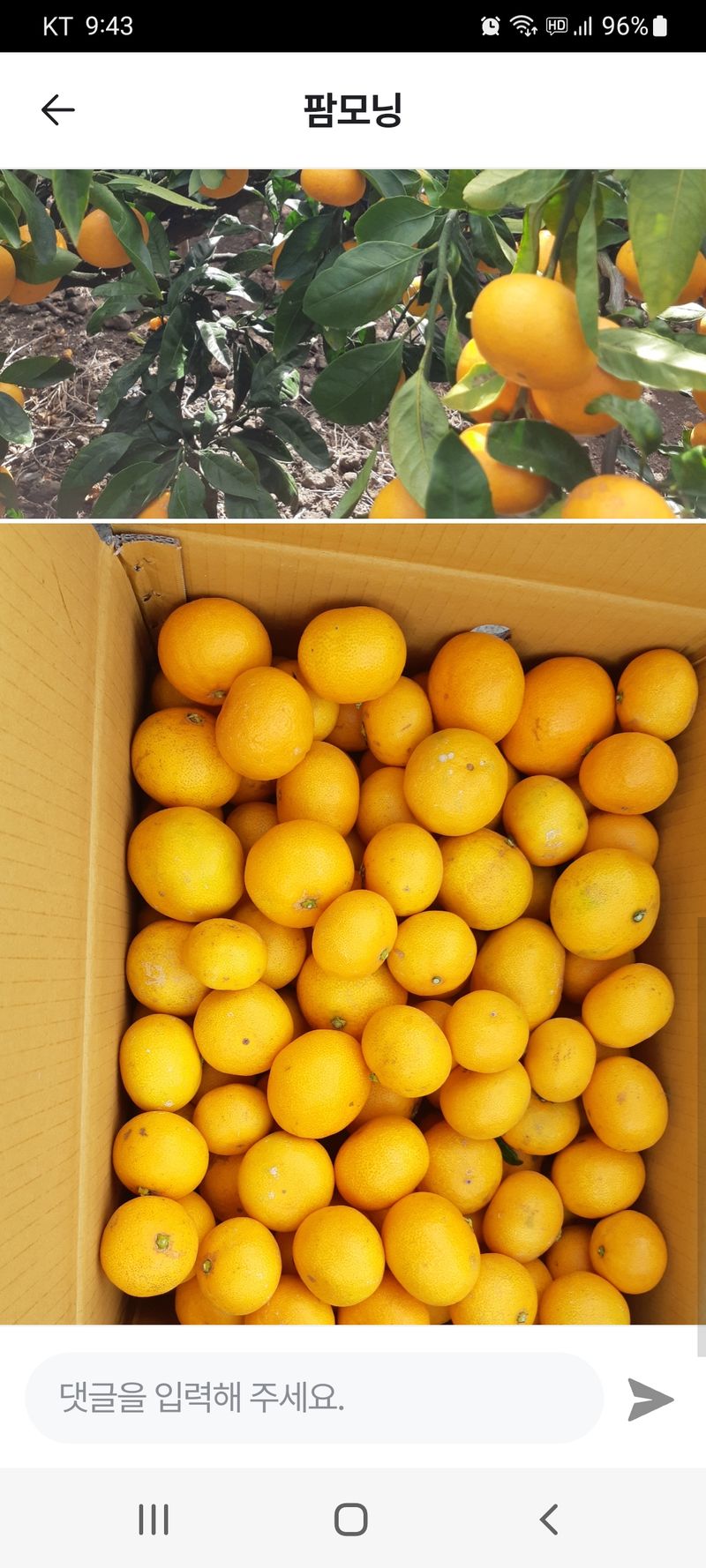 장터 상품 [세콤달콤한 감귤  판매 10키로] 썸네일