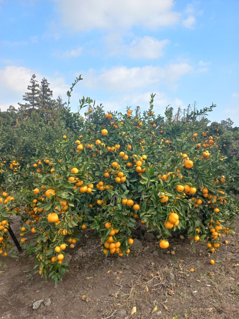 알 수 없음님의 장터 판매 상품 [세콤달콤한 감귤  판매 10키로] 첨부 사진