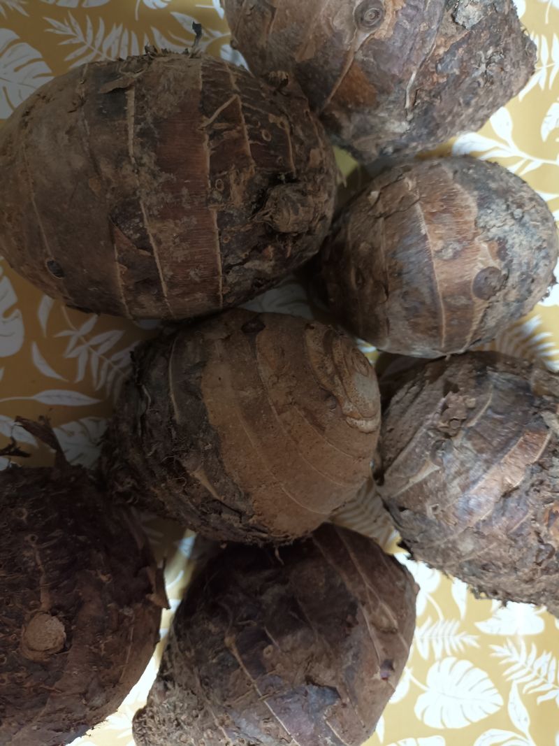 장터 상품 [왕토란수학할 예정 이에요] 썸네일