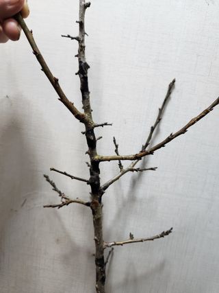 김상봉님의 매실 · 병해충상담 작성글 사진