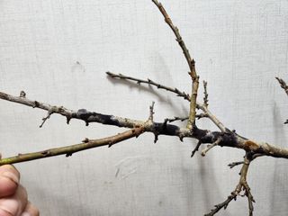 김상봉님의 매실 · 병해충상담 작성글 사진