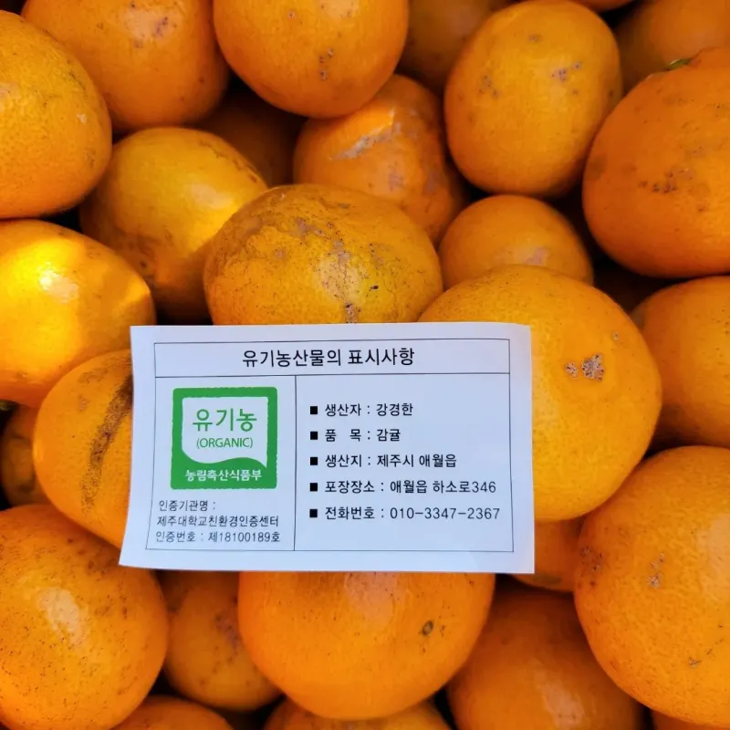 강경한님의 장터 판매 상품 [제주친환경유기농인증귤 판매해요 10킬로] 첨부 사진