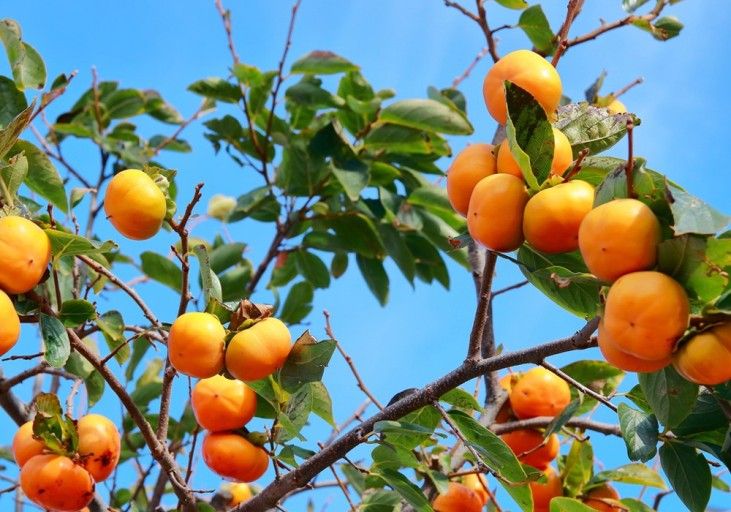 벌꿀농장♡권은주님의 장터 판매 상품 [상주 감말랭이 800g*1봉지] 첨부 사진
