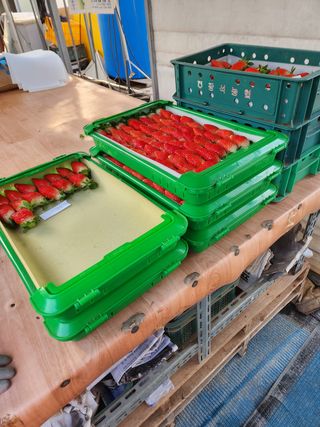 논산. 이순자님의 딸기 · 일상 작성글 사진