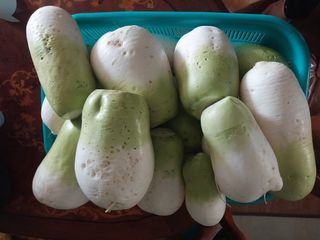 해안로님의 배추 · 수확 작성글 사진