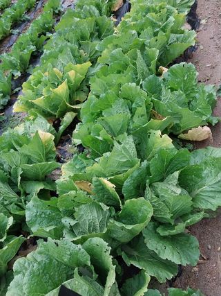 해안로님의 배추 · 수확 작성글 사진