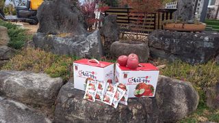 성하 토마토님의 작성글 사진