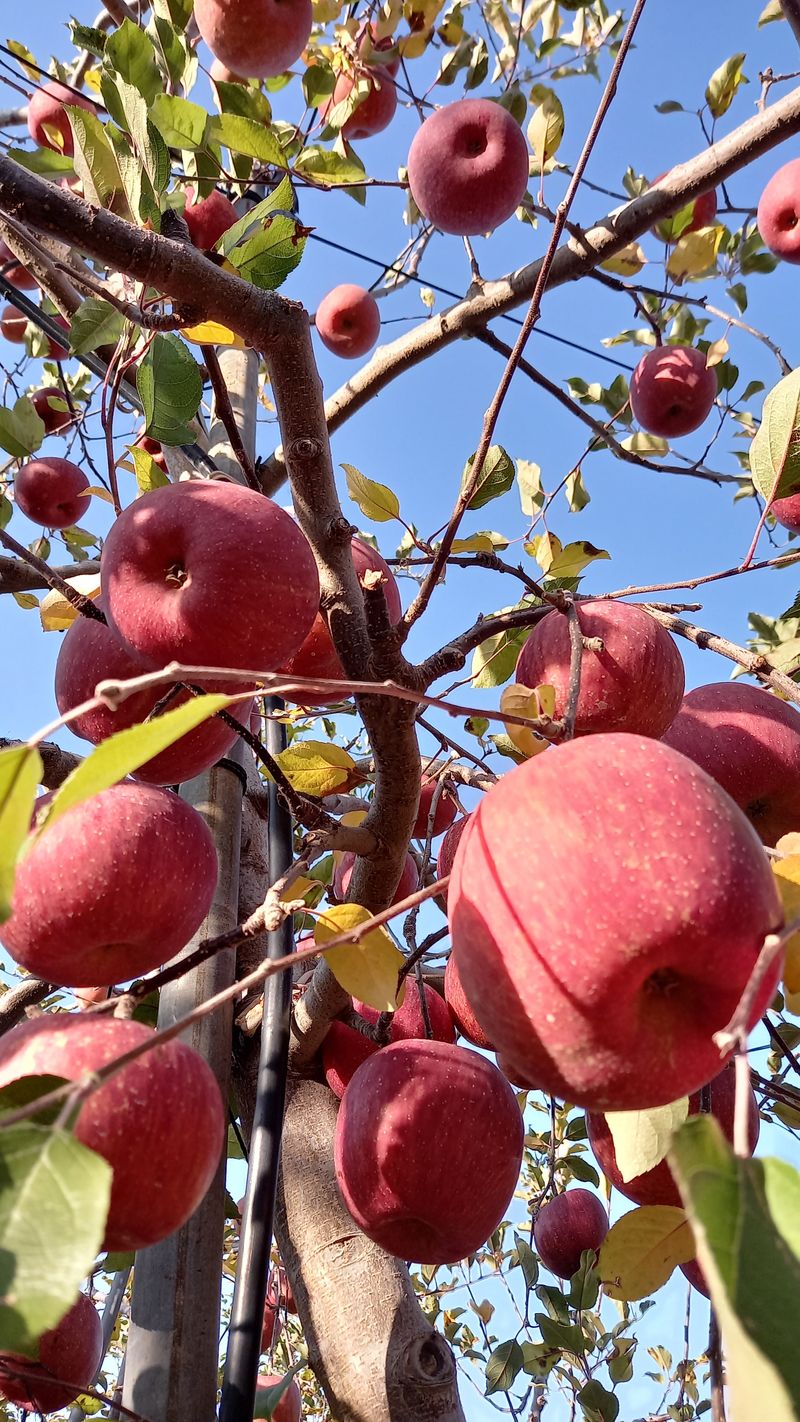 성하 토마토님의 장터 판매 상품 [얼음골사과(부사) 10키로 육질이 연하고 과즙이 츱츱, 당도도 짱] 첨부 사진