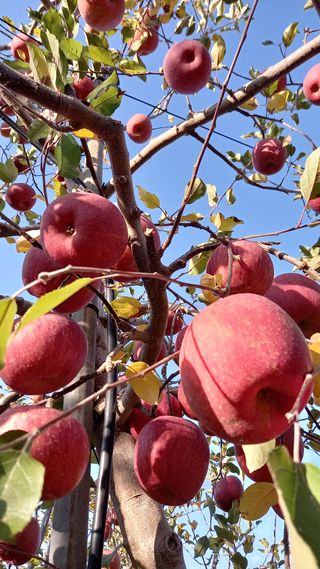 성하 토마토님의 작성글 사진