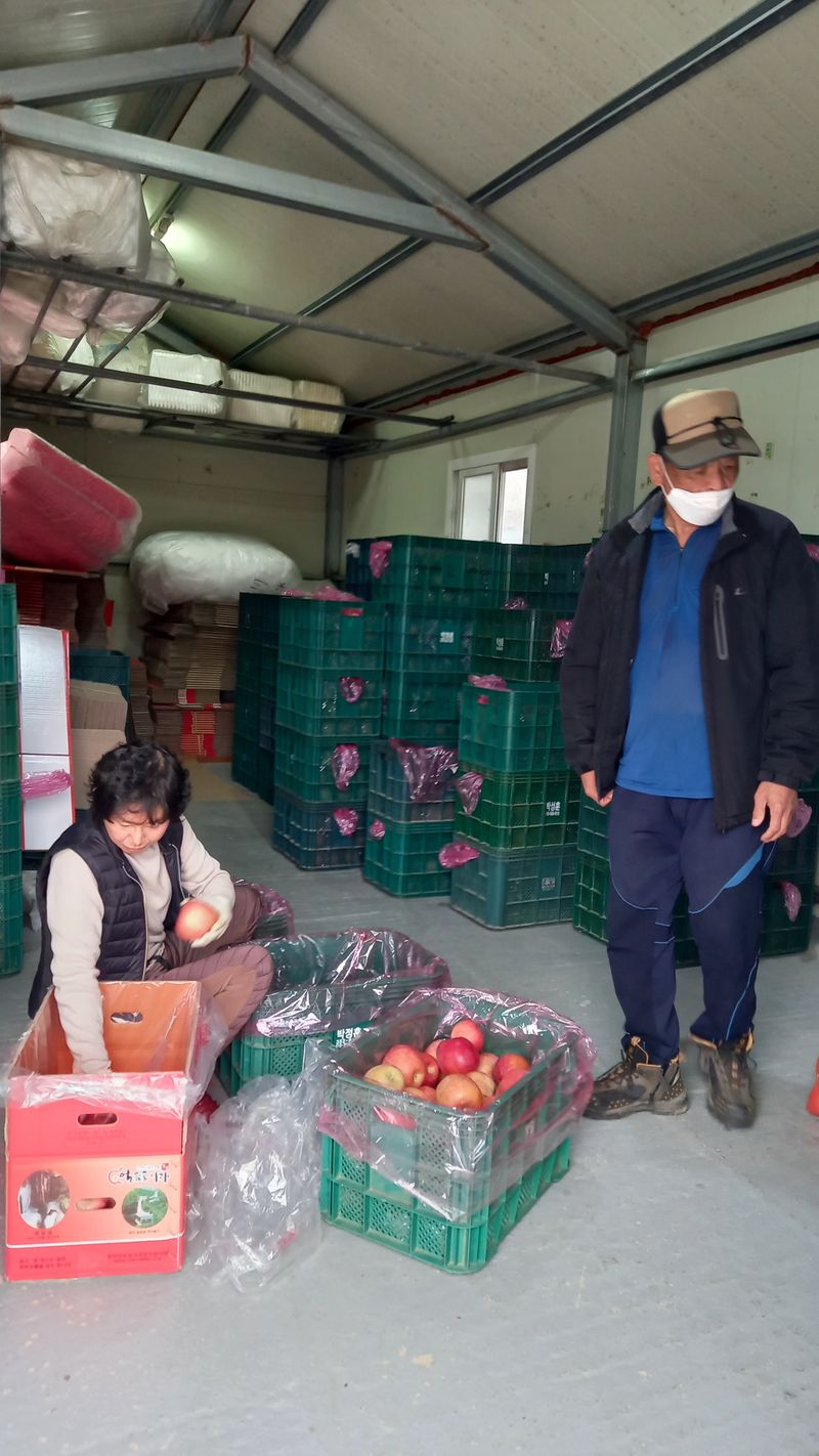 성하 토마토님의 장터 판매 상품 [얼음골사과(부사) 10키로 육질이 연하고 과즙이 츱츱, 당도도 짱] 첨부 사진