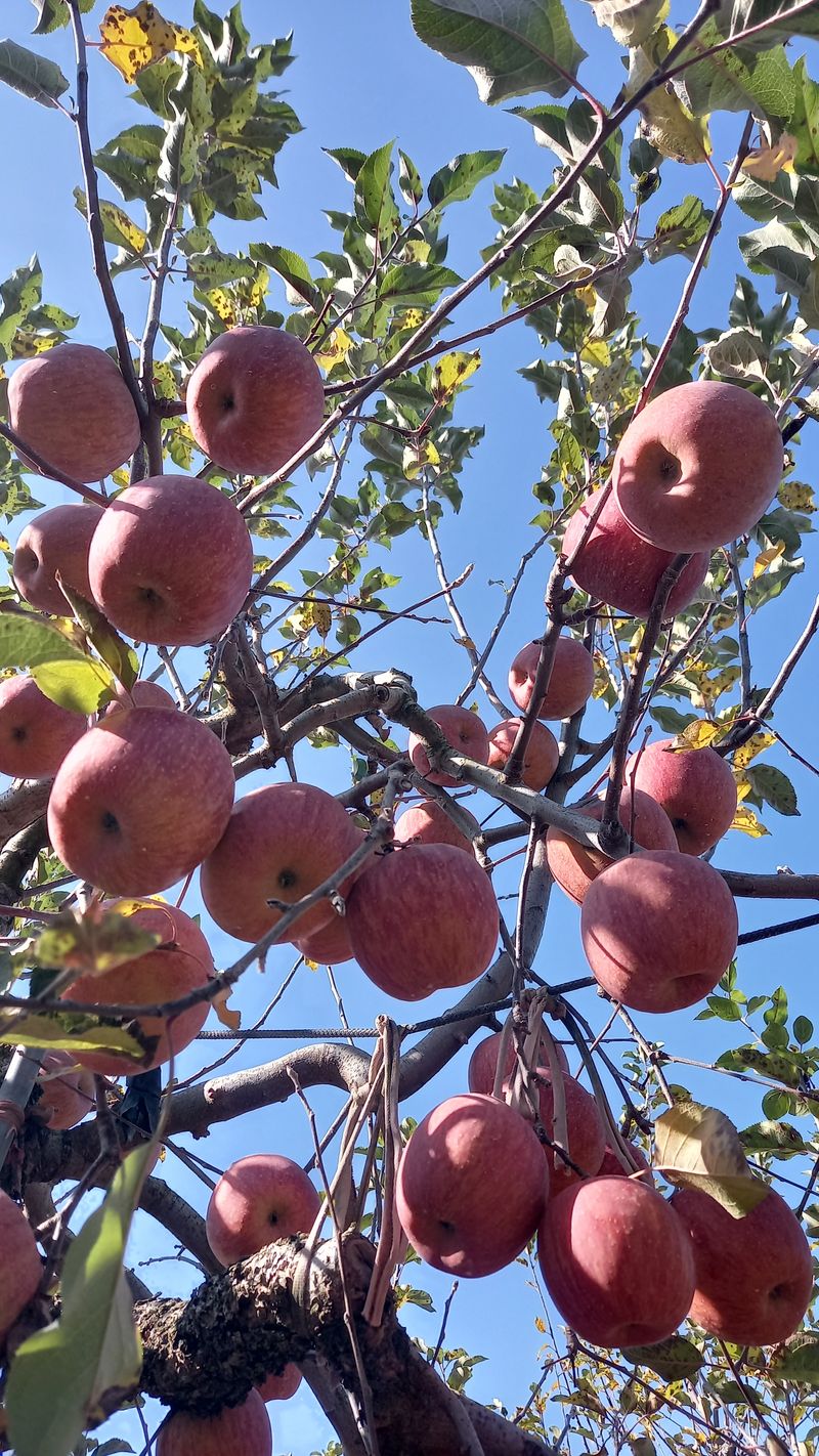 성하 토마토님의 장터 판매 상품 [얼음골사과(부사) 10키로 육질이 연하고 과즙이 츱츱, 당도도 짱] 첨부 사진